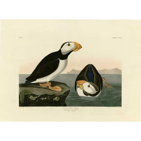 Large Billed Puffin White Modern Wood Framed Art Print by Audubon, John James