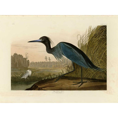 Blue Crane or Heron Black Modern Wood Framed Art Print with Double Matting by Audubon, John James