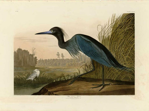 Blue Crane or Heron Black Ornate Wood Framed Art Print with Double Matting by Audubon, John James