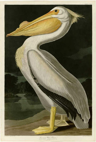 American White Pelican White Modern Wood Framed Art Print with Double Matting by Audubon, John James