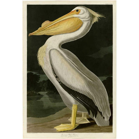 American White Pelican White Modern Wood Framed Art Print by Audubon, John James