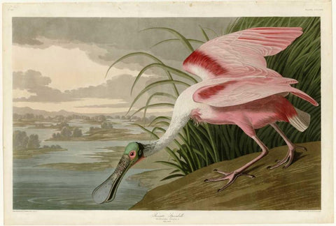 Roseate Spoonbill White Modern Wood Framed Art Print with Double Matting by Audubon, John James