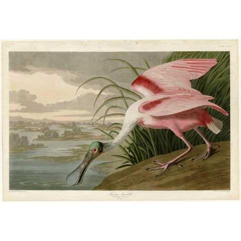 Roseate Spoonbill Black Modern Wood Framed Art Print with Double Matting by Audubon, John James