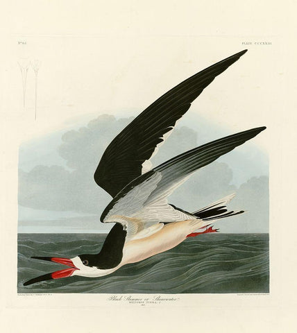 Black Skimmer White Modern Wood Framed Art Print with Double Matting by Audubon, John James