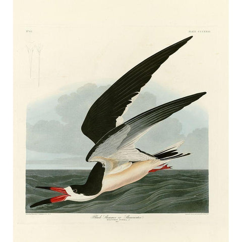 Black Skimmer White Modern Wood Framed Art Print by Audubon, John James