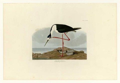 Long Legged Avocet White Modern Wood Framed Art Print with Double Matting by Audubon, John James