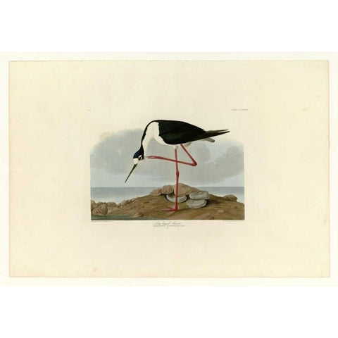 Long Legged Avocet Gold Ornate Wood Framed Art Print with Double Matting by Audubon, John James