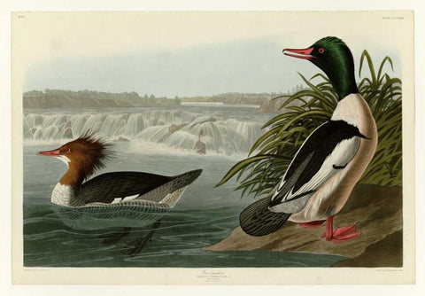 Goosander White Modern Wood Framed Art Print with Double Matting by Audubon, John James