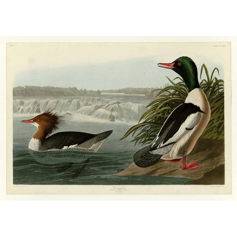 Goosander Black Modern Wood Framed Art Print with Double Matting by Audubon, John James