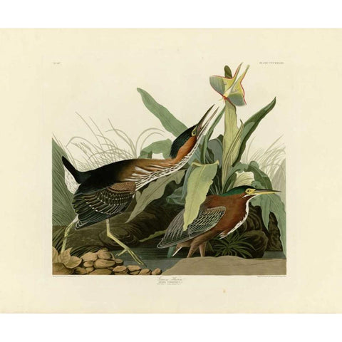 Green Heron White Modern Wood Framed Art Print by Audubon, John James