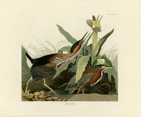 Green Heron Black Ornate Wood Framed Art Print with Double Matting by Audubon, John James