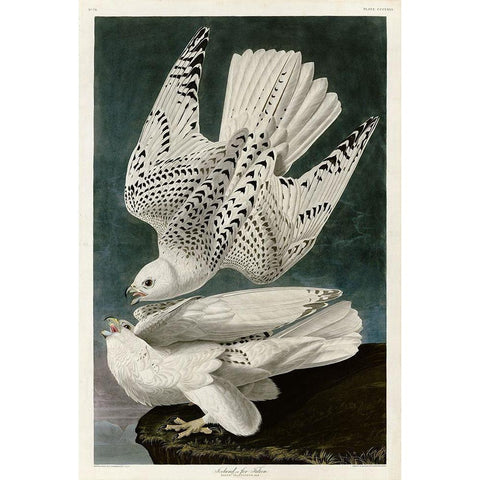 Iceland Falcon White Modern Wood Framed Art Print by Audubon, John James