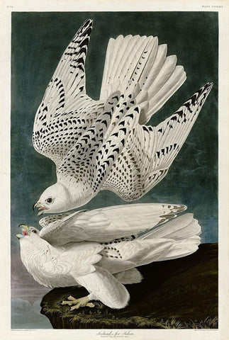 Iceland Falcon White Modern Wood Framed Art Print with Double Matting by Audubon, John James