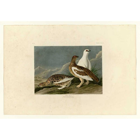 Rock Grouse White Modern Wood Framed Art Print by Audubon, John James