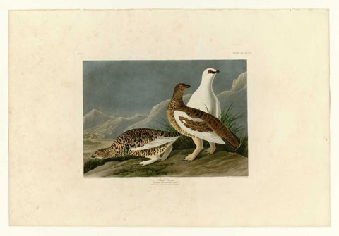 Rock Grouse White Modern Wood Framed Art Print with Double Matting by Audubon, John James