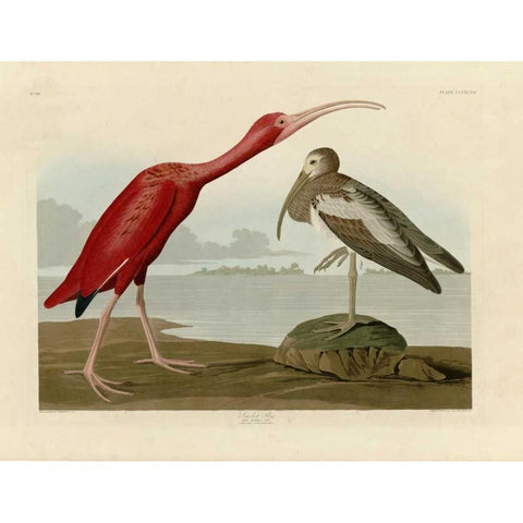 Scarlet Ibis Gold Ornate Wood Framed Art Print with Double Matting by Audubon, John James