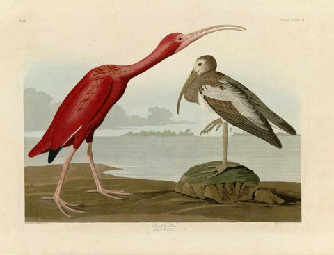 Scarlet Ibis White Modern Wood Framed Art Print with Double Matting by Audubon, John James