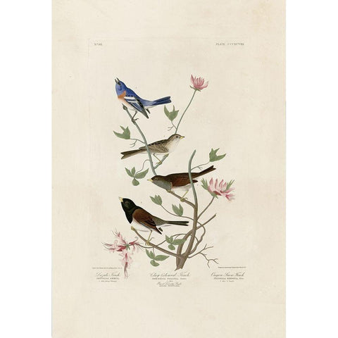 Finches White Modern Wood Framed Art Print by Audubon, John James