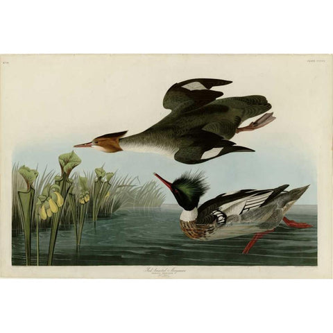 Red Breasted Merganser White Modern Wood Framed Art Print by Audubon, John James