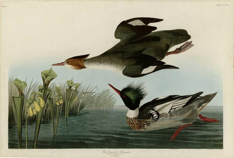 Red Breasted Merganser Black Ornate Wood Framed Art Print with Double Matting by Audubon, John James