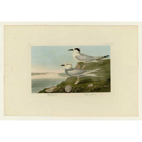 Trudeaus Tern Gold Ornate Wood Framed Art Print with Double Matting by Audubon, John James