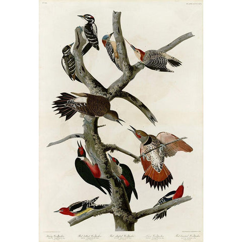 Woodpeckers Gold Ornate Wood Framed Art Print with Double Matting by Audubon, John James