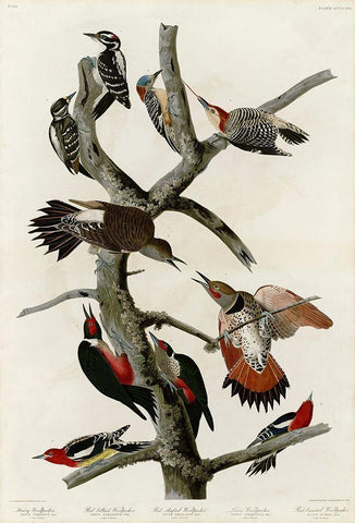 Woodpeckers Black Ornate Wood Framed Art Print with Double Matting by Audubon, John James