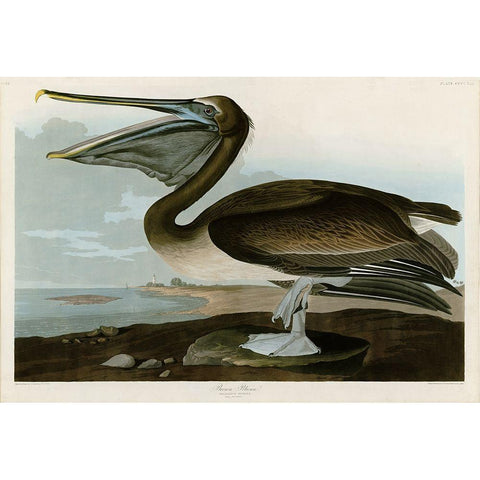 Brown Pelican Gold Ornate Wood Framed Art Print with Double Matting by Audubon, John James