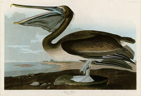 Brown Pelican Black Ornate Wood Framed Art Print with Double Matting by Audubon, John James