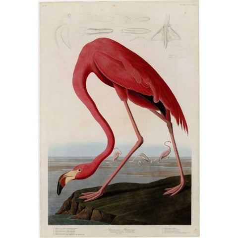 American Flamingo White Modern Wood Framed Art Print by Audubon, John James