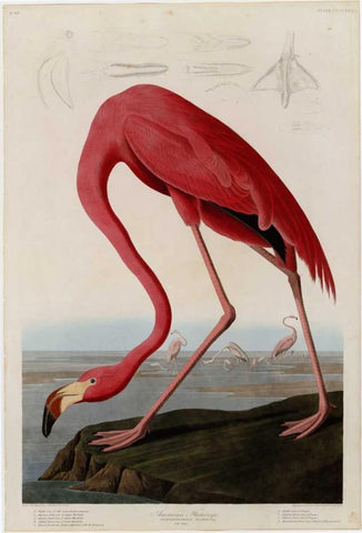 American Flamingo Black Ornate Wood Framed Art Print with Double Matting by Audubon, John James