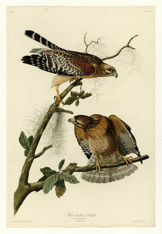 Red Shouldered Hawk White Modern Wood Framed Art Print with Double Matting by Audubon, John James