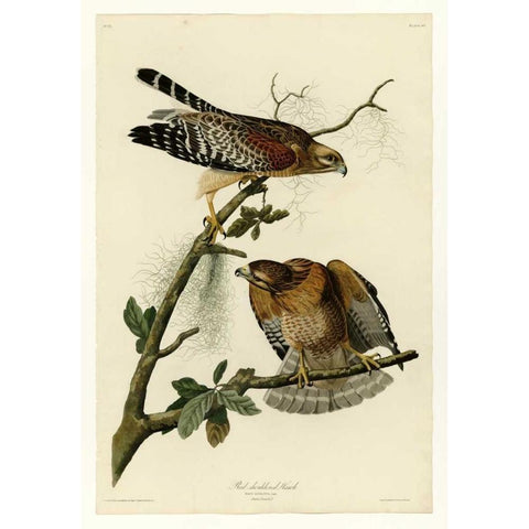 Red Shouldered Hawk Gold Ornate Wood Framed Art Print with Double Matting by Audubon, John James