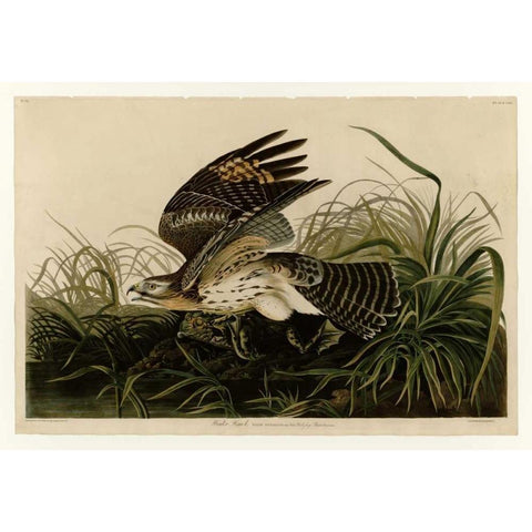 Winter Hawk Gold Ornate Wood Framed Art Print with Double Matting by Audubon, John James