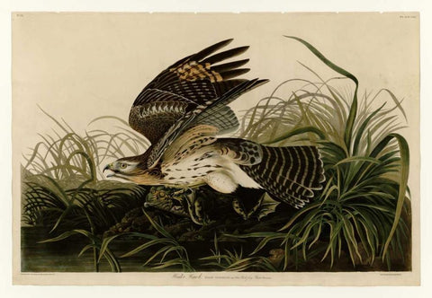 Winter Hawk Black Ornate Wood Framed Art Print with Double Matting by Audubon, John James