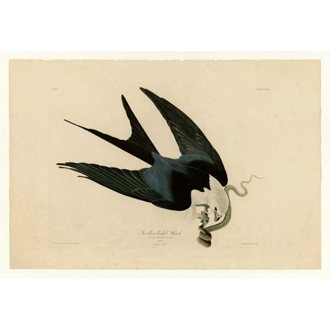 Swallow-Tailed Hawk Black Modern Wood Framed Art Print with Double Matting by Audubon, John James