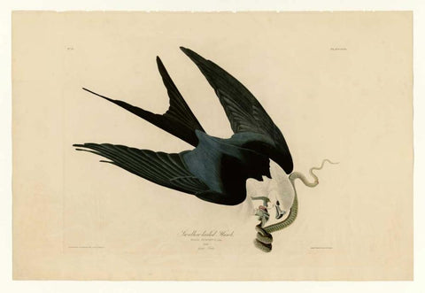 Swallow-Tailed Hawk Black Ornate Wood Framed Art Print with Double Matting by Audubon, John James