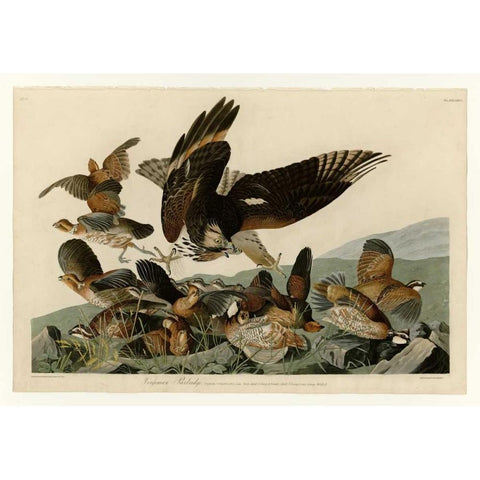 Virginian Partridge Gold Ornate Wood Framed Art Print with Double Matting by Audubon, John James