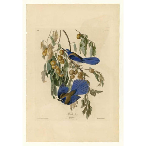 Florida Jay Black Modern Wood Framed Art Print with Double Matting by Audubon, John James