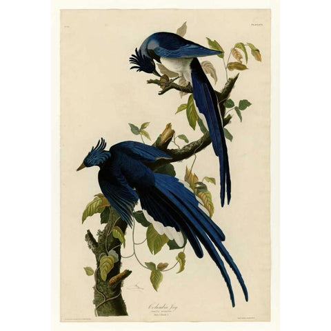 Columbia Jay Black Modern Wood Framed Art Print with Double Matting by Audubon, John James