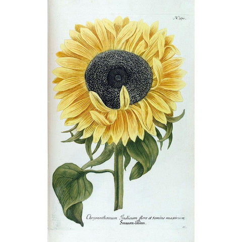 Sunflower - Chrysanthemum White Modern Wood Framed Art Print by Weinmann, Jacob