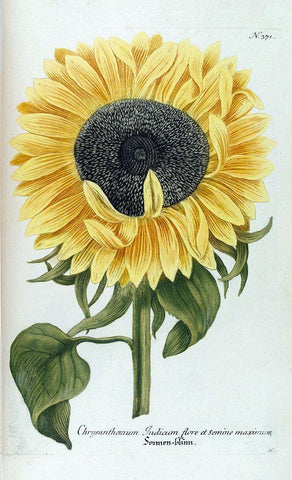 Sunflower - Chrysanthemum Black Ornate Wood Framed Art Print with Double Matting by Weinmann, Jacob