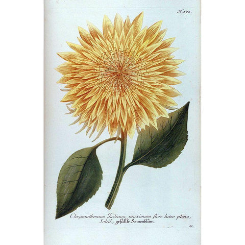 Chrysanthemum Flor Solis Maxi Gold Ornate Wood Framed Art Print with Double Matting by Weinmann, Jacob