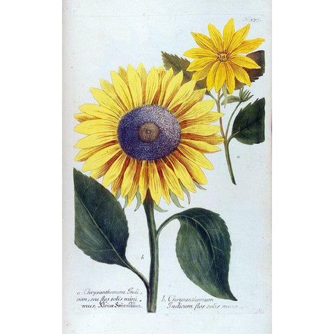 Sunflower Flor Solis Mini White Modern Wood Framed Art Print by Weinmann, Jacob