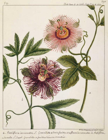 Passiflora Incarnata White Modern Wood Framed Art Print with Double Matting by Chazelles, Laurent
