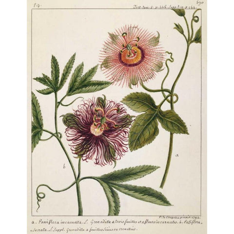 Passiflora Incarnata Gold Ornate Wood Framed Art Print with Double Matting by Chazelles, Laurent