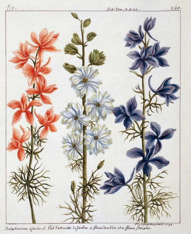 Delphinium Ajacis White Modern Wood Framed Art Print with Double Matting by De Chazelles, Laurent