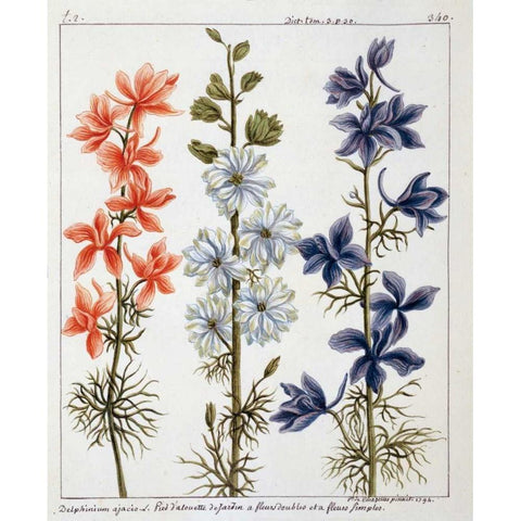 Delphinium Ajacis Gold Ornate Wood Framed Art Print with Double Matting by De Chazelles, Laurent