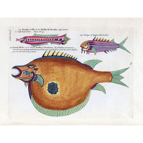 Poisson de Paradis Black Modern Wood Framed Art Print with Double Matting by Renard, Louis