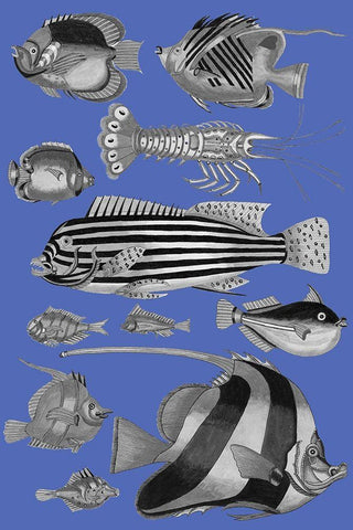 Tropical Fish Collage 1-Blue Blackground White Modern Wood Framed Art Print with Double Matting by Renard, Louis